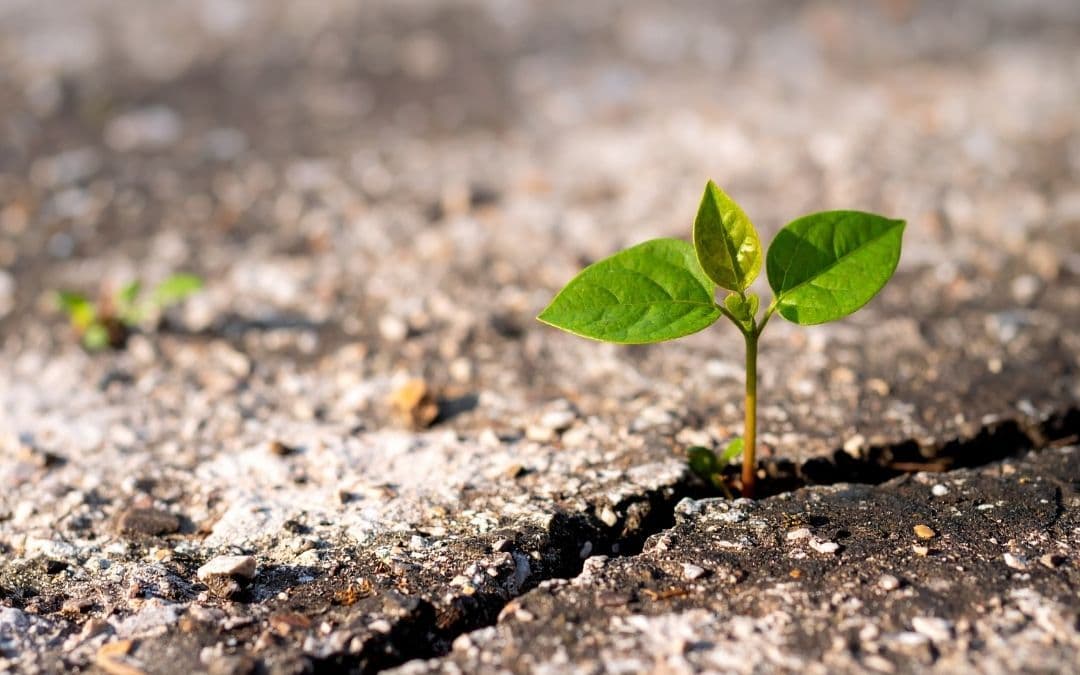 MENTALIDAD ANTIFRÁGIL: CRECER A TRAVÉS DE LA ADVERSIDAD